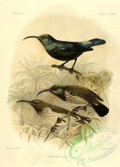 sunbirds-00142 - Long-billed Green Sunbird