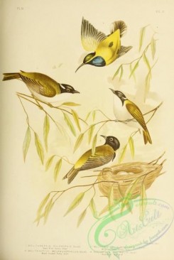 sunbirds-00147 - Swan River Honey-eater, White-throated Honey-eater, Black-headed Honey-eater, Australian Sun-bird