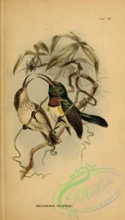 sunbirds-00149 - White-breasted Sunbird