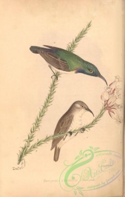 sunbirds-00164 - nectarinia albiventris