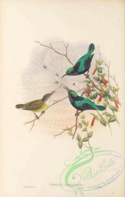 sunbirds-00171 - 031-Mysore-Island Black Sun-bird, cinnyris mysorensis