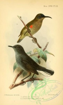 sunbirds-00176 - White-tailed Warbler, Ursula's Sunbird