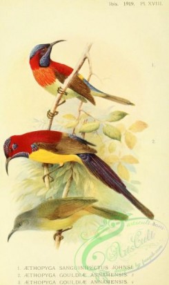 sunbirds-00181 - aethopyga sanguinipectus johnsi, Gould's Sunbird (Purple-rumped), aethopyga gouldiae annamensis
