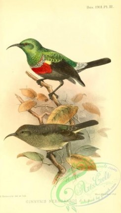 sunbirds-00183 - Neergaard's Sunbird, cinnyris neergaardi