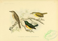 sunbirds-00201 - nectarinia coquereli, Common Jery, eroessa tenella, Common Newtonia, newtonia brunneicauda
