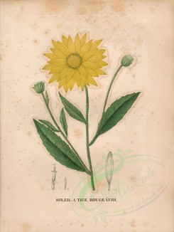 sunflower-00021 - helianthus atrorubens [4840x6432]