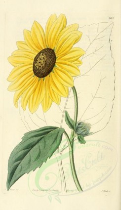 sunflower-00025 - 1265-helianthus lenticularis, Californian Sun-flower [2038x3529]