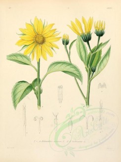 sunflower-00033 - helianthus annuus, helianthus tuberosus [2265x3033]