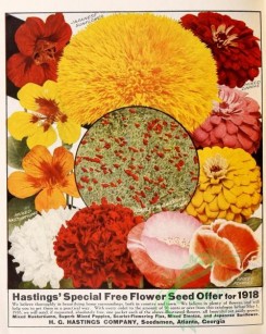 sunflower-00053 - 072-Poppies, Nasturtium, Flax, Sunflower, Zinnia