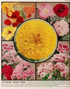 sunflower-00054 - 076-Nasturtium, Poppy, Japanese Sunflower, Phlox, Japanese Pinks