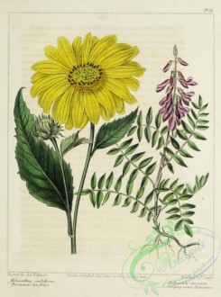 sunflower-00065 - Perennial Sun-flower, Creeping-rooted Hedysarum, helianthus multiflorus, hedysarum obscurum