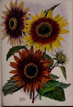 sunflower-00066 - helianthus cucumerifolius hybridus