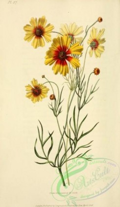 sunflower-00069 - Dyeing Tick-seed Sunflower, coreopsis tinctoria