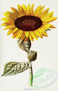 sunflower-00083 - Sunflower, helianthus annuus