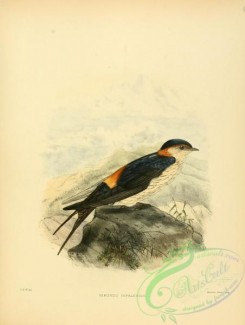 swallows_and_swifts-00075 - hirundo nipalensis