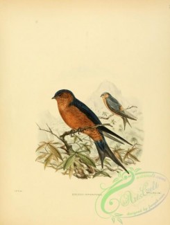 swallows_and_swifts-00107 - Sri Lanka Swallow