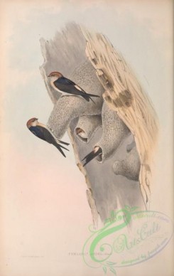 swallows_and_swifts-00296 - Fairy Martin, collocalia ariel