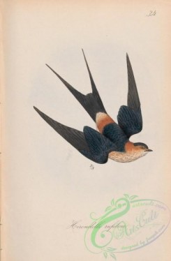 swallows_and_swifts-00328 - 034-Rufouse Swallow, hirundo rufula