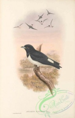 swallows_and_swifts-00340 - 019-Great Woodswallow, artamus maximus