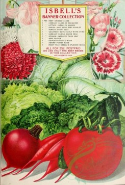 sweet_pea-00436 - 082-Frame, Tomato, Radish, Beet, Cabbage, Carnation, Sweet Peas, Chrysanthemum