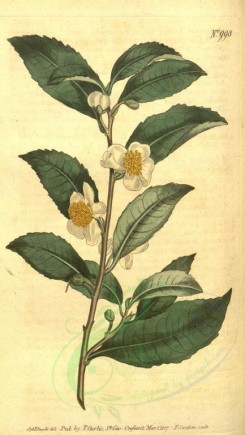 tea-00004 - 998-thea chinensis, Bohea Tea-Tree [1822x3229]