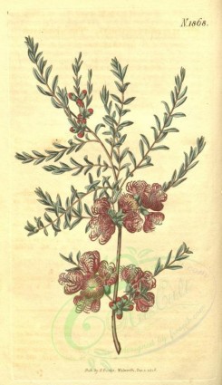 tea-00008 - 1868-melaleuca thymifolia, Thyme-leaved Melaleuca [1843x3195]