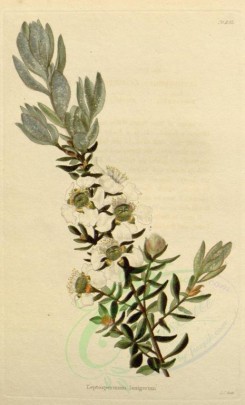 tea-00037 - leptospermum lanigerum [1634x2696]
