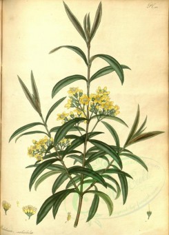 tea-00040 - melaleuca salicifolia, Willow-leaved Melaleuca [2902x4041]