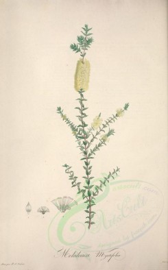tea-00052 - melaleuca myrtifolia [3734x6010]