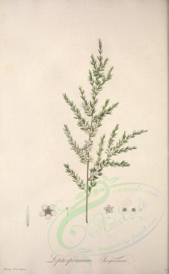tea-00053 - leptospermum juniperinum [3770x6093]