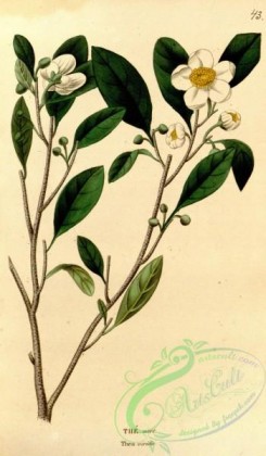 tea-00064 - thea viridis