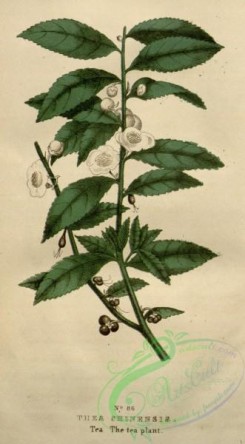 tea-00074 - Tea Plant, thea chinensis