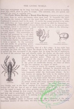 the_living_world-00025 - 037-Worm Crab, Shell Crab, Crawfish