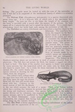 the_living_world-00059 - 077-Ocean Scorpion or Father Lasher, cottus bubalis, Sly Silurus or Sheat Fish, silurus glanis