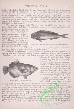 the_living_world-00070 - 088-Golden Mackerel or Coryphene, coryphaena hippurus, Archer Fish, toxotes jaculator