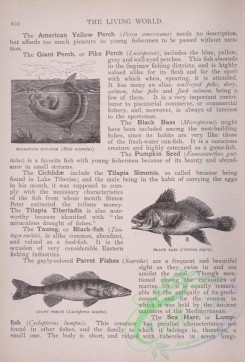the_living_world-00075 - 093-Millstone Sun-Fish, mola rotundus, Black Bass, corvina nigra, Giant Perch, lucioperca sandra