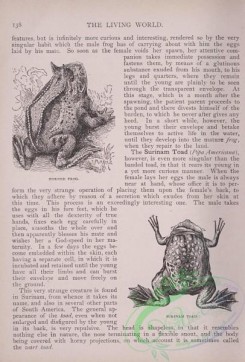 the_living_world-00111 - 130-Horned Frog, Surinam Toad