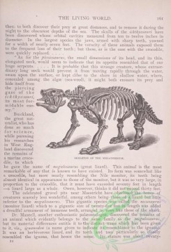 the_living_world-00132 - 151-Skeleton of the Megatherium