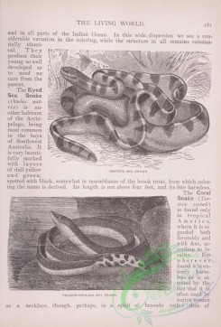 the_living_world-00143 - 162-Chittul Sea Snake, Yellow-bellied Sea Snake