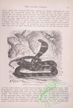 the_living_world-00156 - 175-Serpent-eating Homodryas or Naja