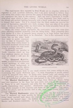 the_living_world-00158 - 177-Diamond Rattlesnake