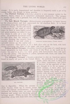 the_living_world-00173 - 191-European Marsh Turtle, testudo lutoria, Sea Tortoise