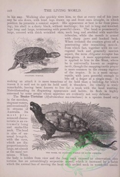 the_living_world-00174 - 192-Snapping Turtle, Tiger or Snapping Turtle of South America
