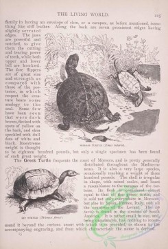 the_living_world-00179 - 197-Morass Turtle, emys lutaria, Lip Turtle, trionyx ferox