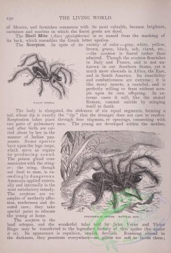 the_living_world-00182 - 201-Waltz Spider, Cylindrical Spider