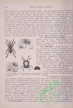 the_living_world-00188 - 207-Mining Spider, Wolf Spider, Crab Spider, Velvet Mite