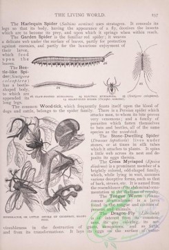 the_living_world-00189 - 208-Claw-footed Myriapoda, Electric Myriapoda, Sharp-eyed Spider, Membraceae