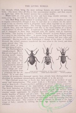 the_living_world-00194 - 213-Flesh Eating Coleoptera, calosoma, anthia, carabus