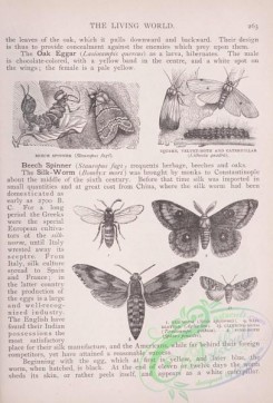 the_living_world-00213 - 232-Beech Spinner, Square Velvet-Moth, Bee-Moth, Nail Blotted, Climbing-Moth, Pine-Moth