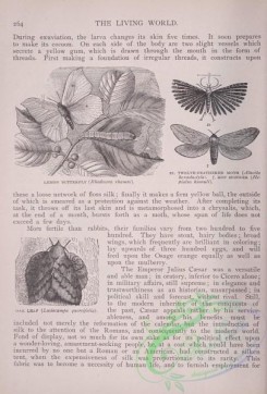 the_living_world-00214 - 233-Lemon Butterfly, Twelve-feathered Moth, Hop Spinner, Oak Leaf